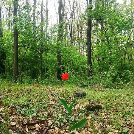 By The Woods
