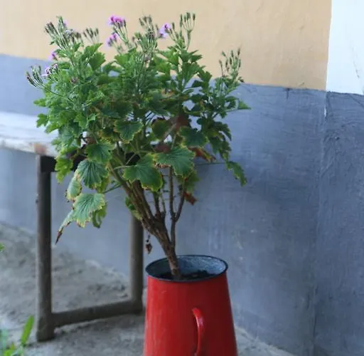 By The Woods Vakantiehuis *